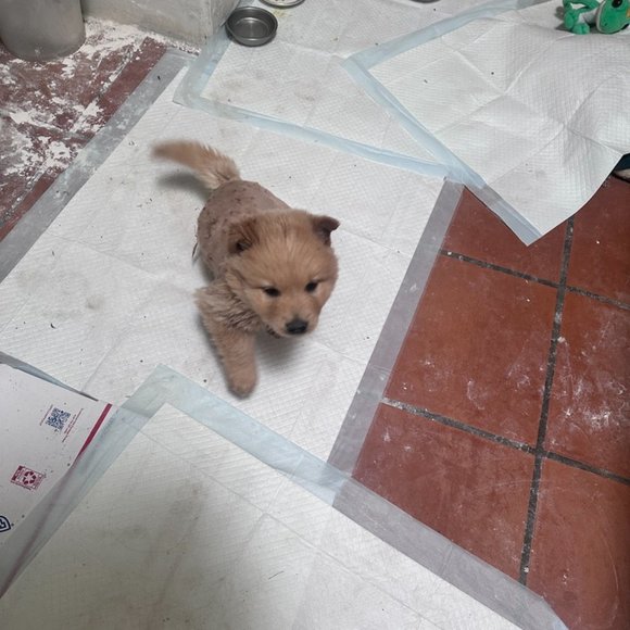 Help us Save Teddy Bear Rescue Chow Chow Dog NFS Not a listing Message - Picture 5 of 5